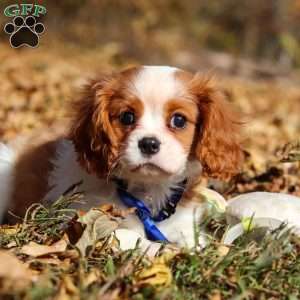 Tiger, Cavalier King Charles Spaniel Puppy